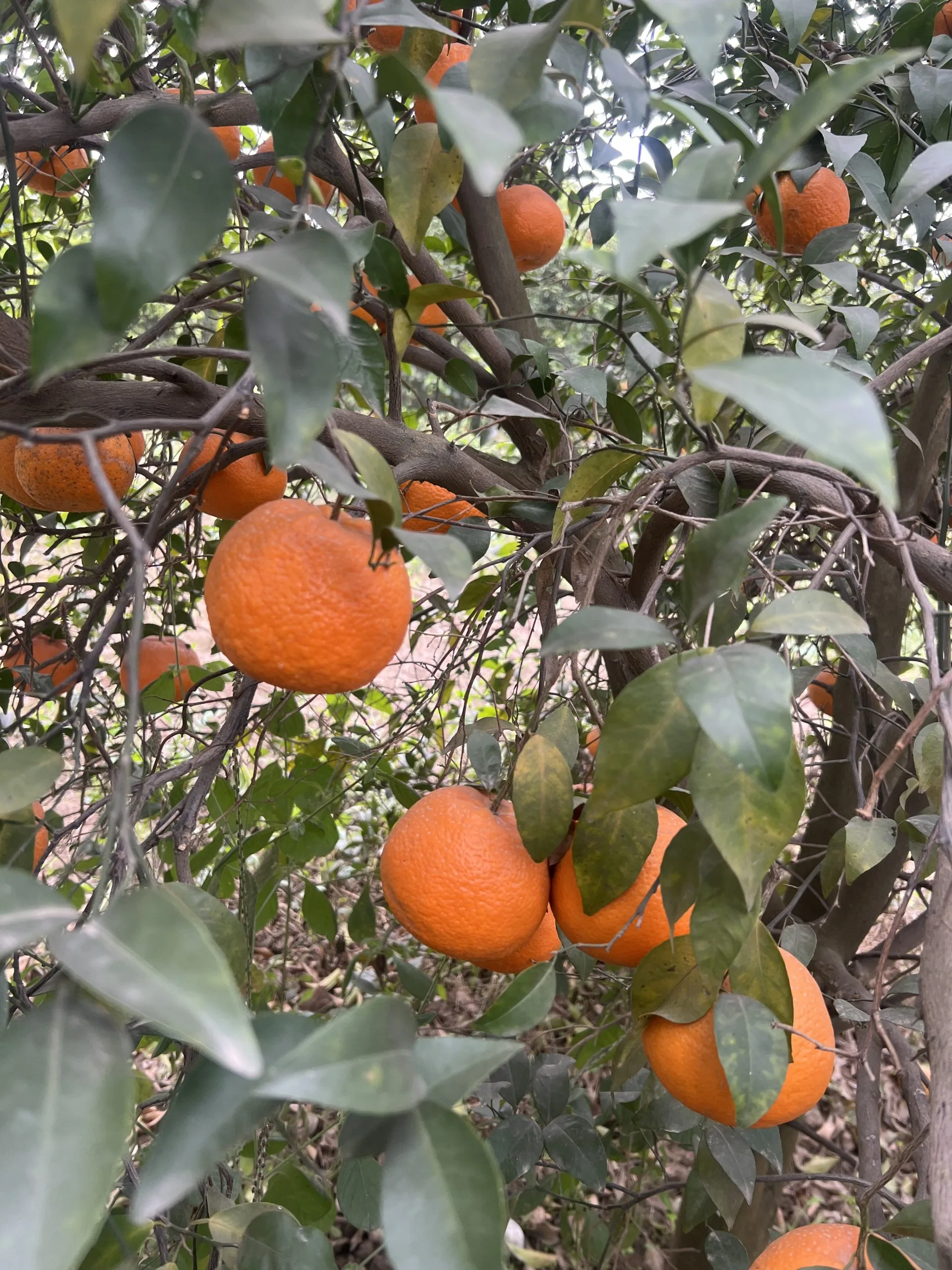 Fresh ripe Sargodha kinnow growing on citrus tree