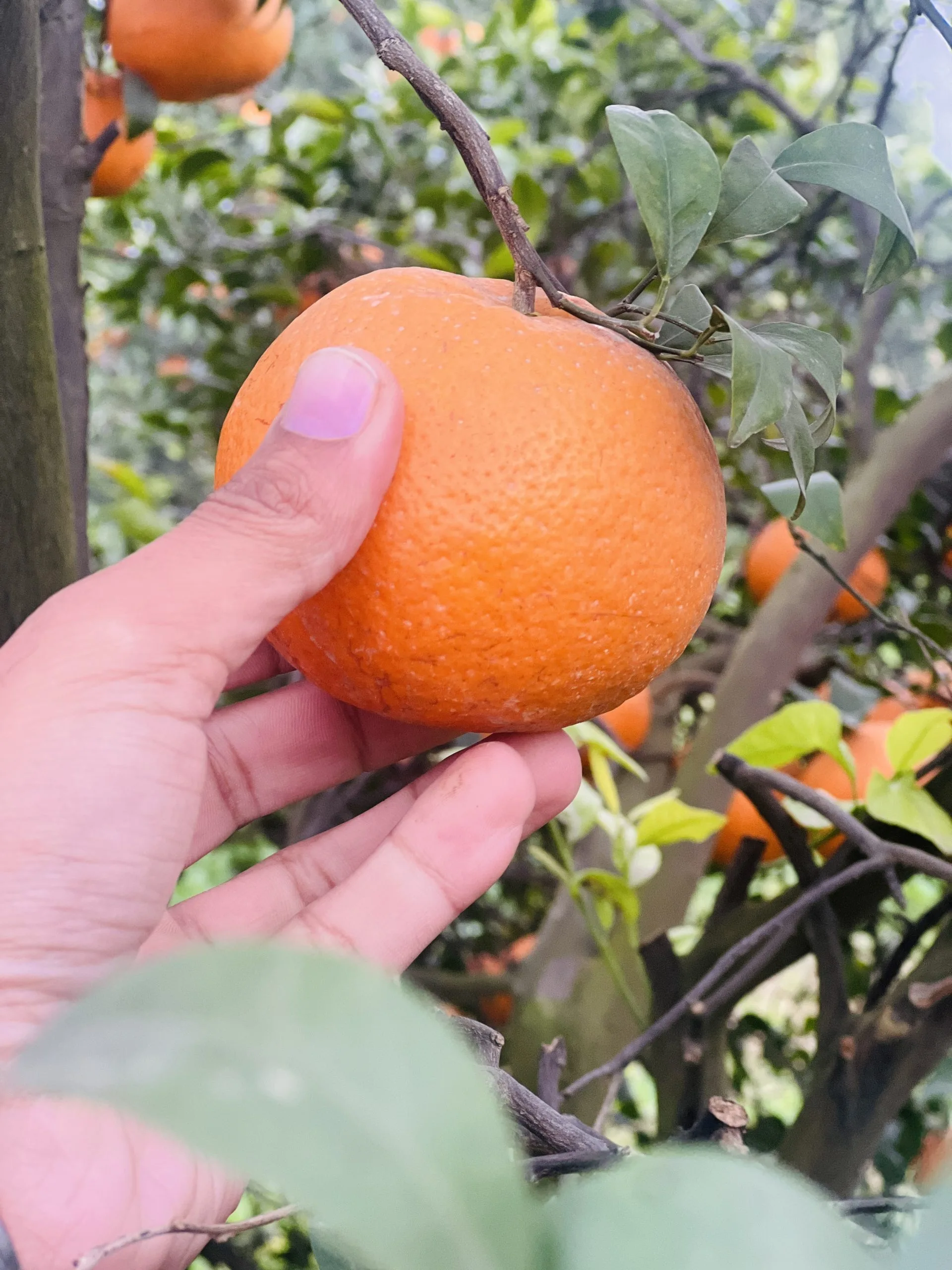 Fresh kinnow being hand picked from Sargodha citrus orchard