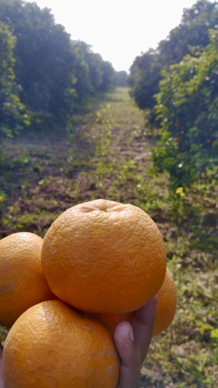 Fresh ripe kinnow growing naturally in Sargodha citrus grove