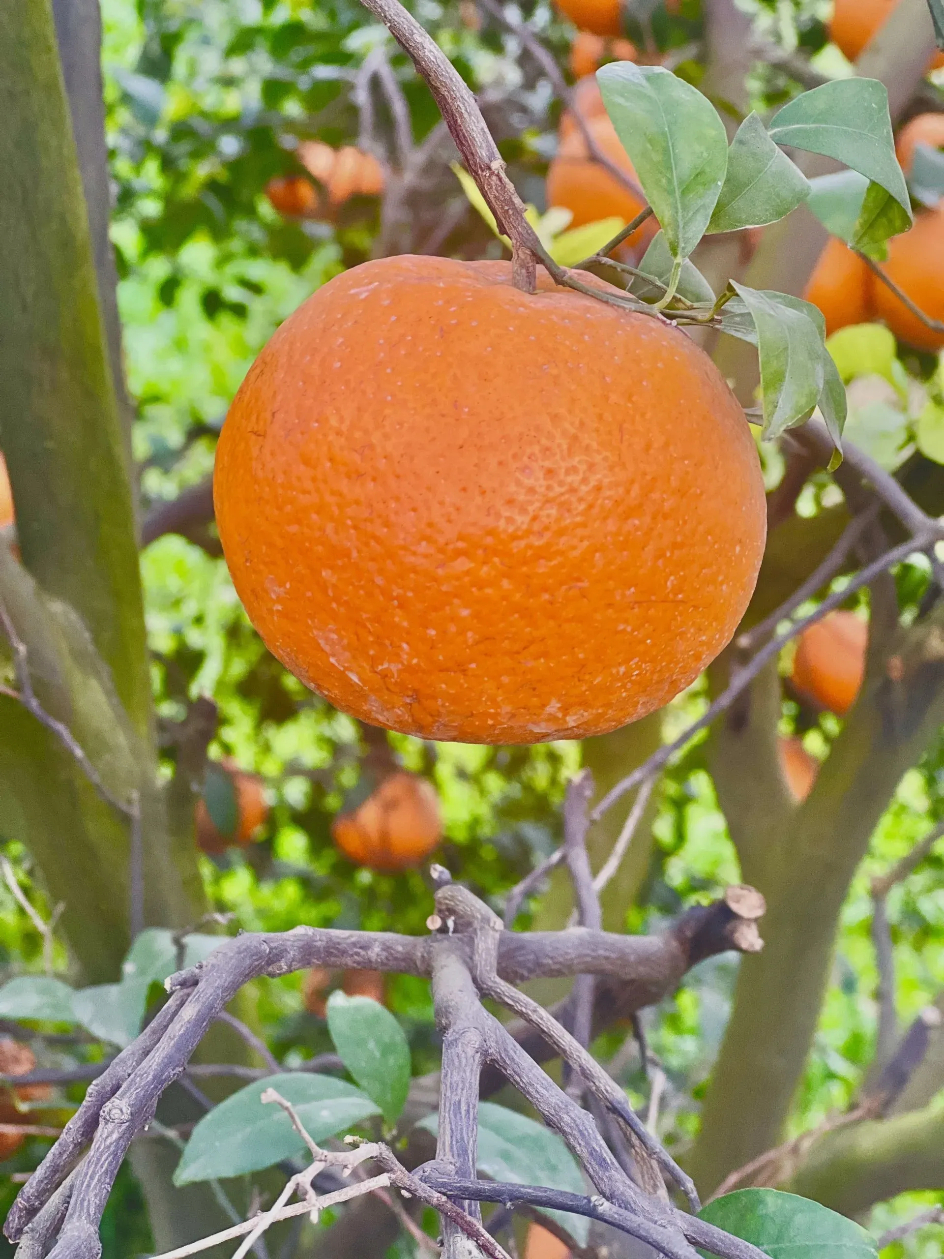 Fresh Sargodha Malta orange hanging on citrus tree