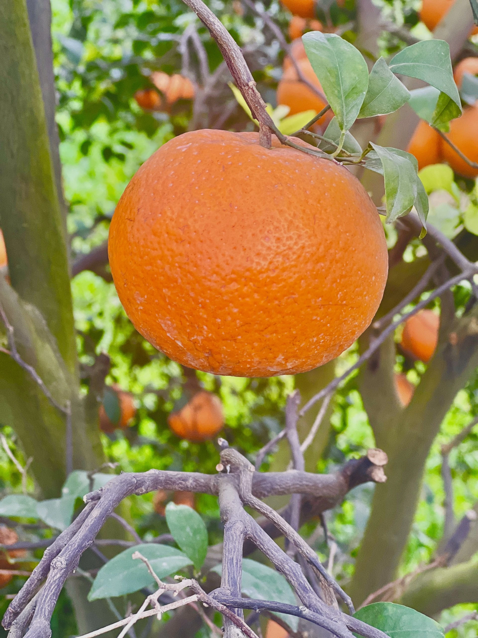 Fresh Sargodha Malta orange hanging on citrus tree