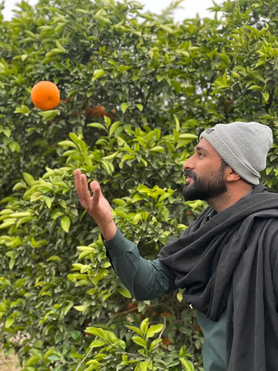 Sargodha Citrus Co team member in fresh kinnow orchard
