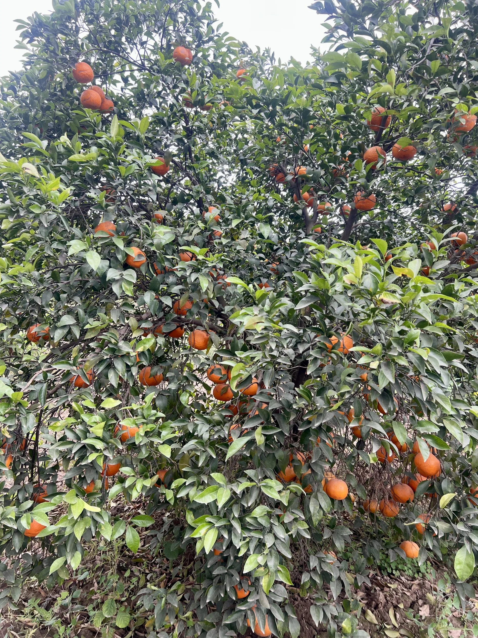 Sargodha kinnow orchard tree full of ripe citrus fruit